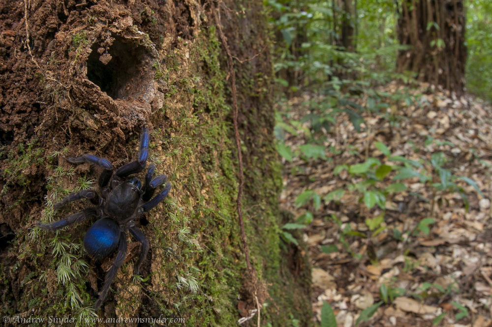 30-uncovered-species-in-Kaieteur