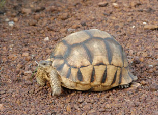 Ploughshare Tortoise