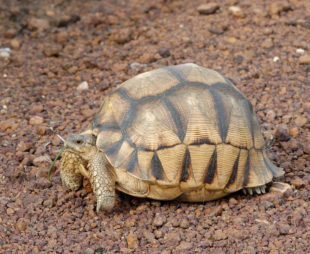 Ploughshare Tortoise