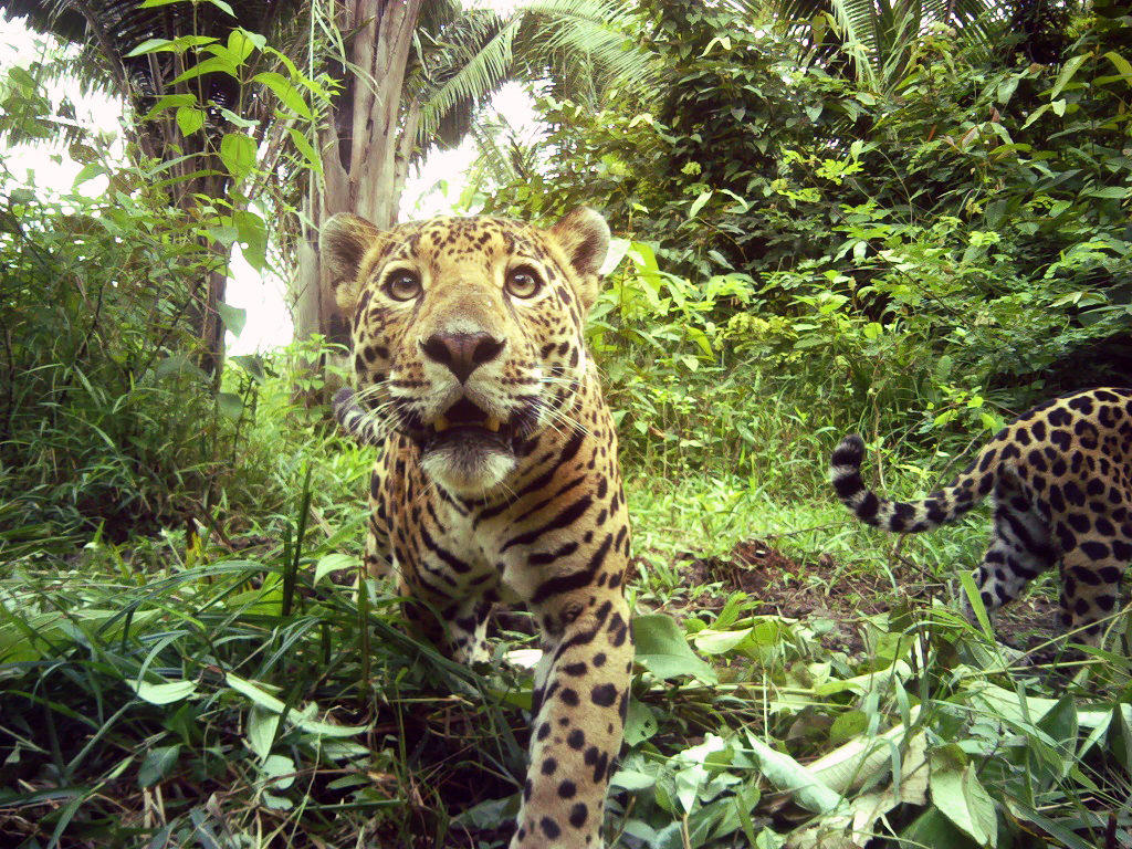 Jaguar in Belize