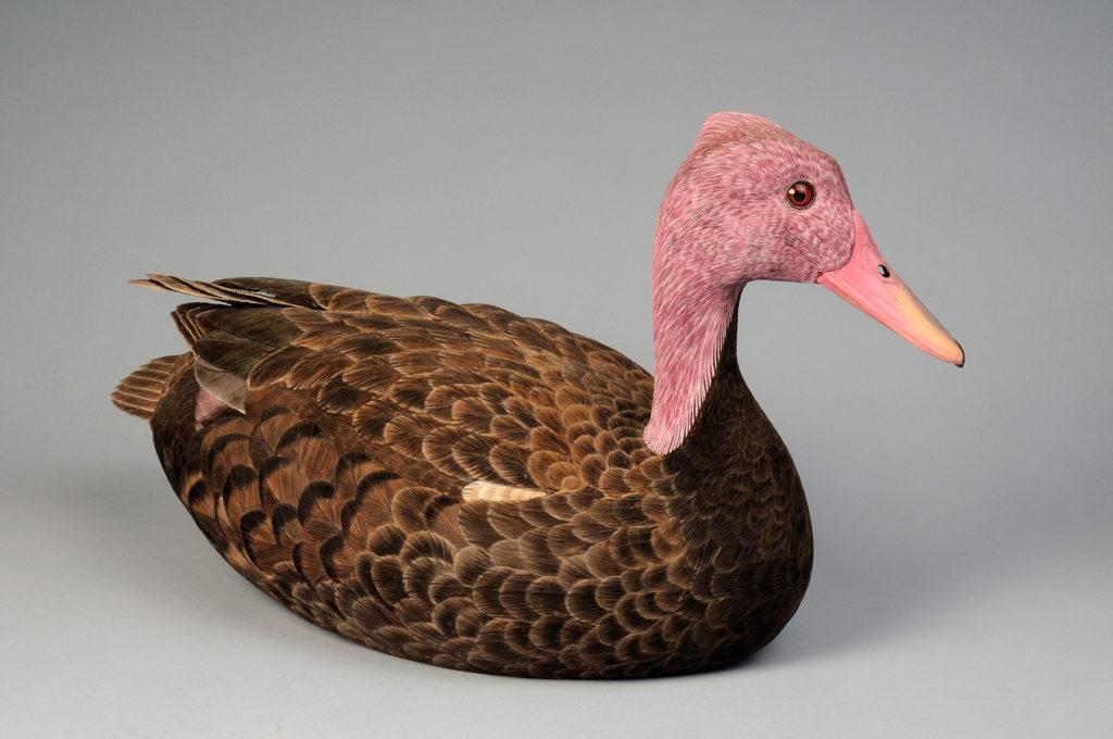 pink-headed-duck