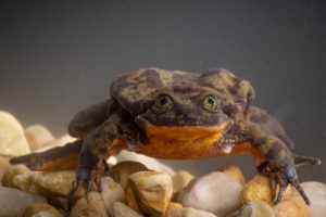 Romeo the Frog