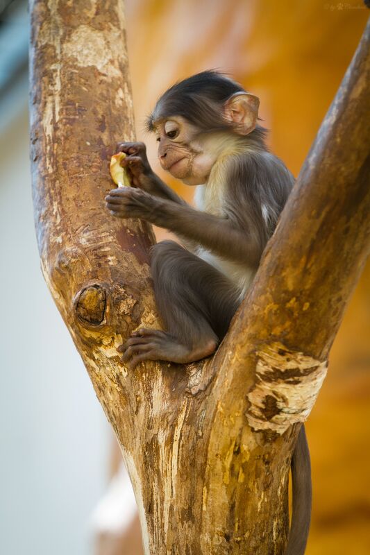 White-naped mangabey monkey threatened with extinction in Atewa Forest