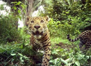 Jaguar in Belize