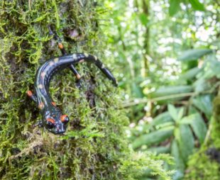 Salamander on tree in Guatemala's forest