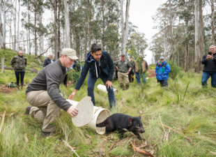 release-of-tasmanian-devil