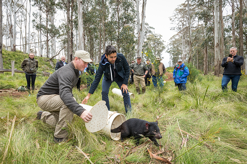 release-of-tasmanian-devil