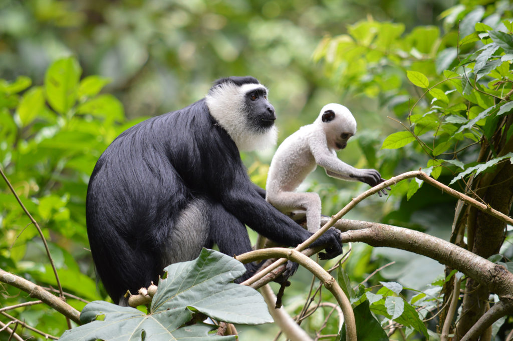 White-thighed-colobus