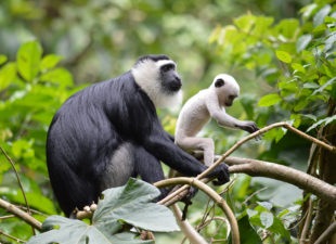 White-thighed-colobus