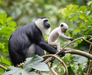 White-thighed-colobus