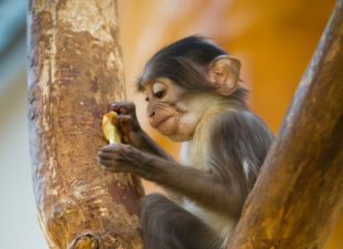 White-naped mangabey monkey threatened with extinction in Atewa Forest