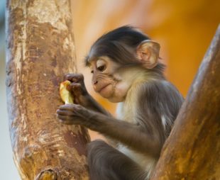 White-naped mangabey monkey threatened with extinction in Atewa Forest
