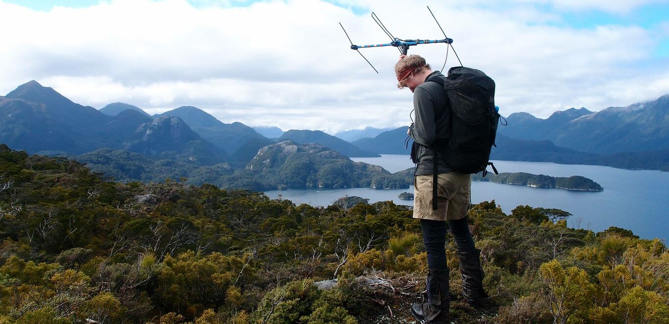 New Zealand female ranger uses telemetry to help find kakapo in the wild