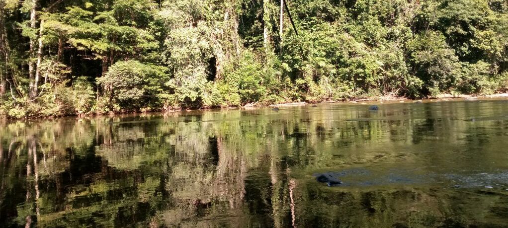 Bladen Nature Reserve in Belize