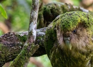 Critically Endangered Kakapo, world's largest parrot threatened by disease