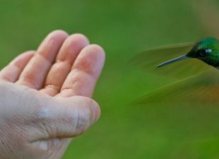 Hand with hummingbird showing the connection to biodiversity