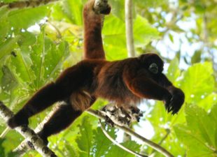 Yellow-tailed Woolly Monkey in the Forest