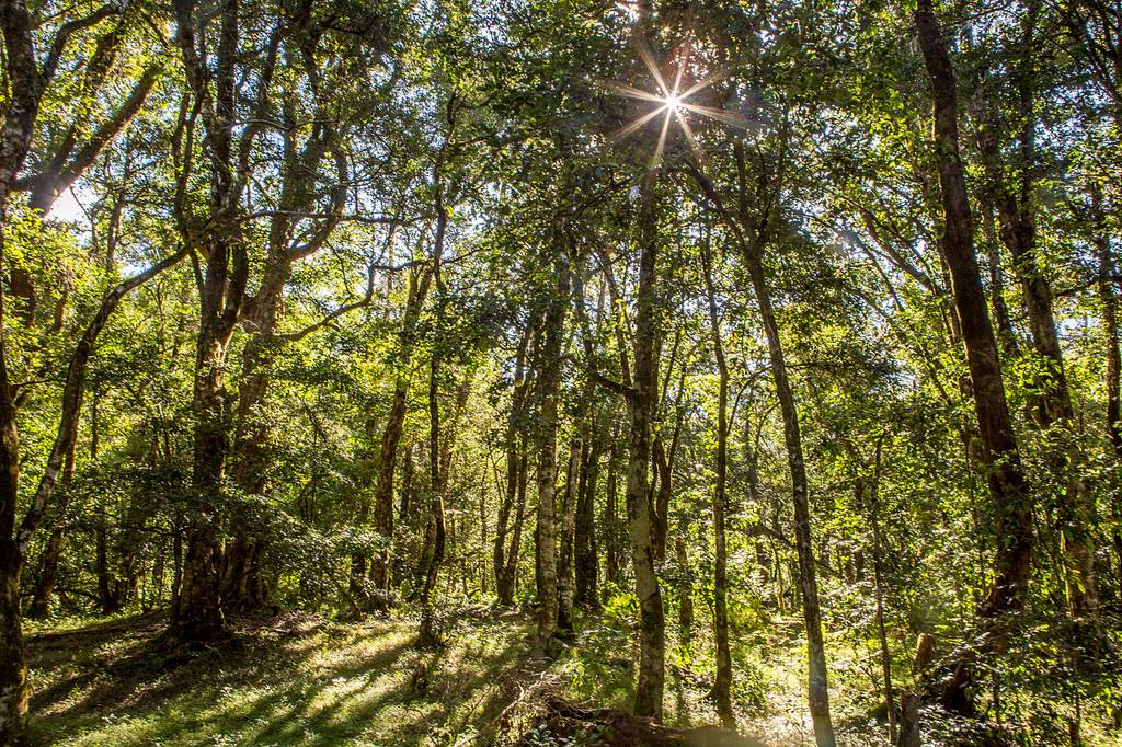Native forest