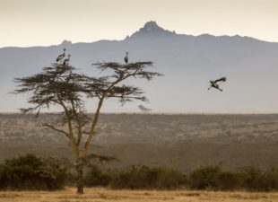 flying crowned cranes