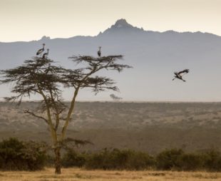 flying crowned cranes