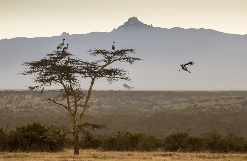 flying crowned cranes