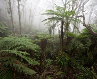 Haiti cloud forest