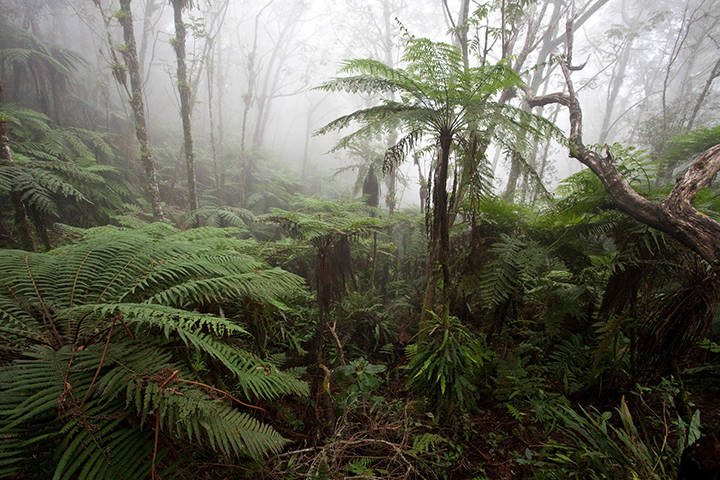 Haiti cloud forest