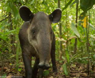 female Baird's tapir