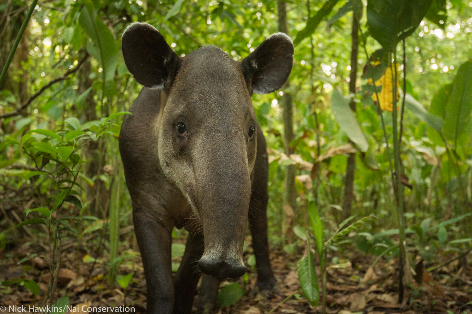 female Baird's tapir