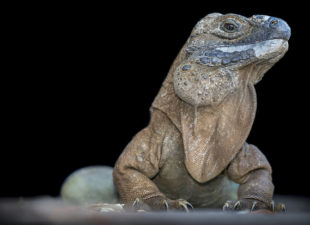 Wild adult Jamaican iguana.