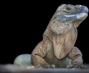 Wild adult Jamaican iguana.