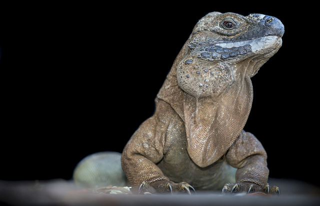 Wild adult Jamaican iguana.