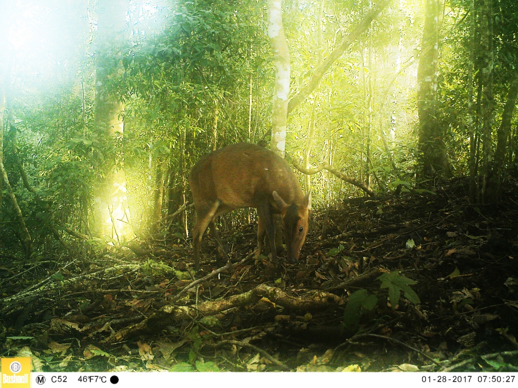 barking deer/muntjac