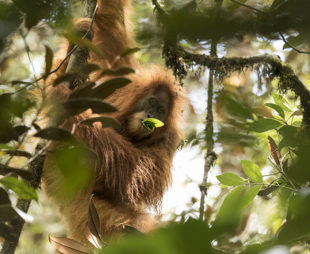 New Orangutan Species