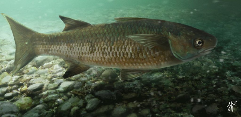 Bobo Mullet fish common to the Indian River and affected by pesticide fishing