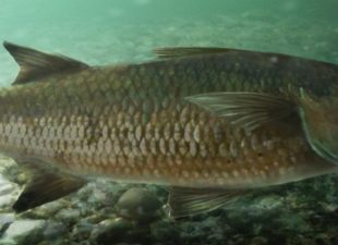 Bobo Mullet fish common to the Indian River and affected by pesticide fishing