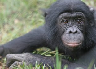 Bonobo in Congo