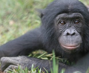 Bonobo in Congo
