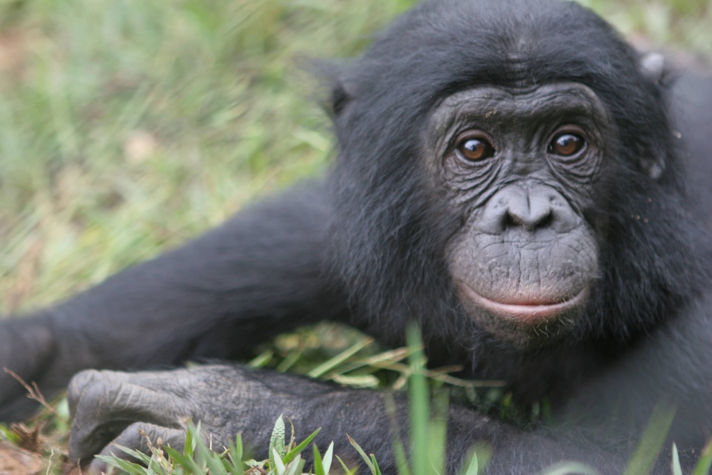 Bonobo in Congo