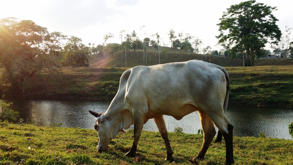 Cattle ranching