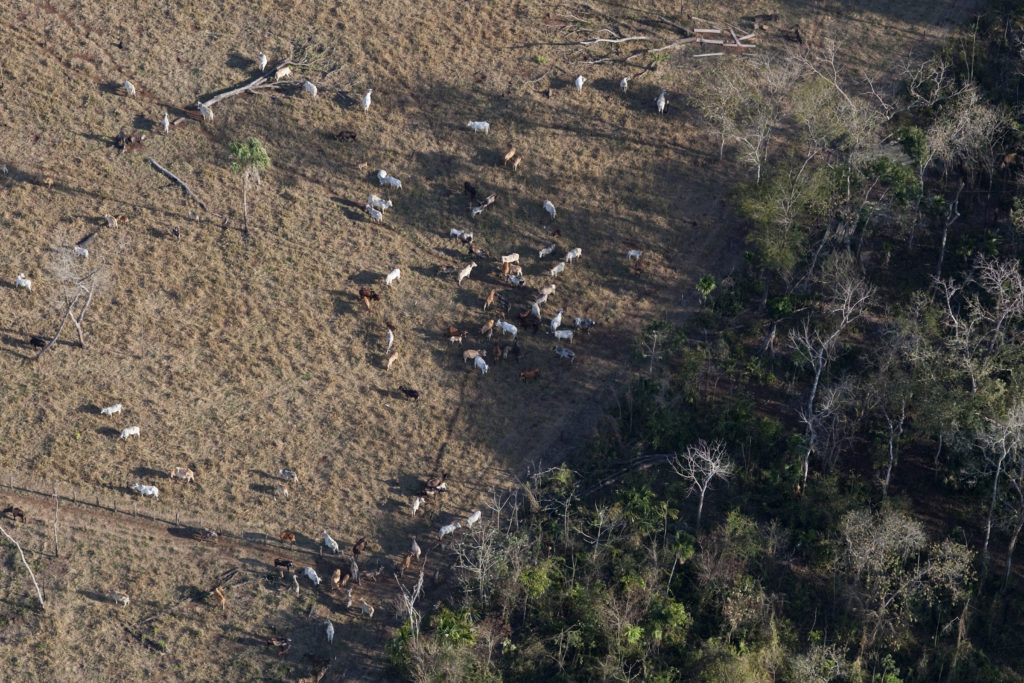 Cattle ranching and forest destruction