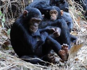 Chimpanzee family