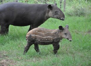 Baird’s tapir with child