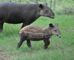 Baird’s tapir with child