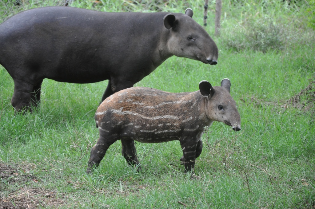 Baird’s tapir with child