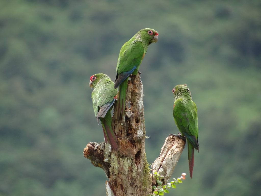 El Oro Parakeet