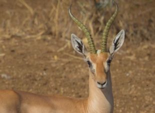 Eritrean Gazelle