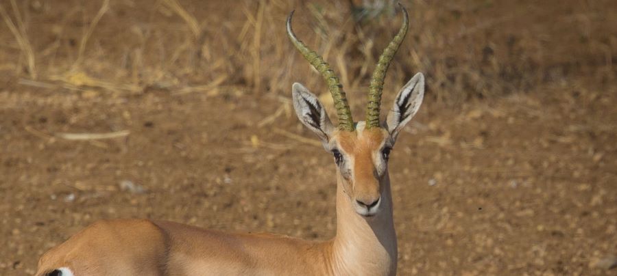 Eritrean Gazelle