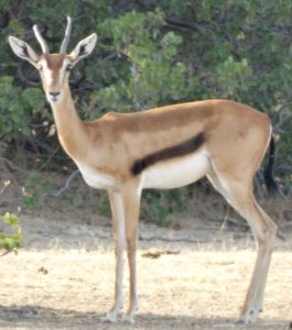 Rediscovered Eritrean Gazelle
