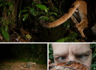 collage of wildlife